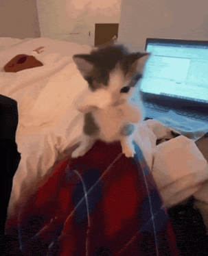 cat scuba cat